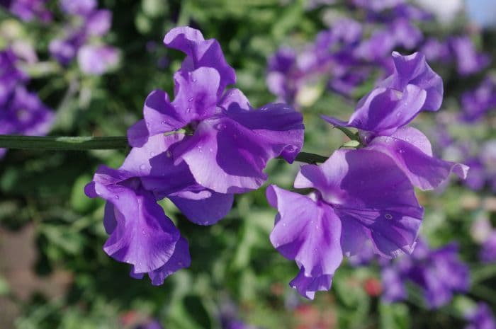 sweet pea 'Just Julia'