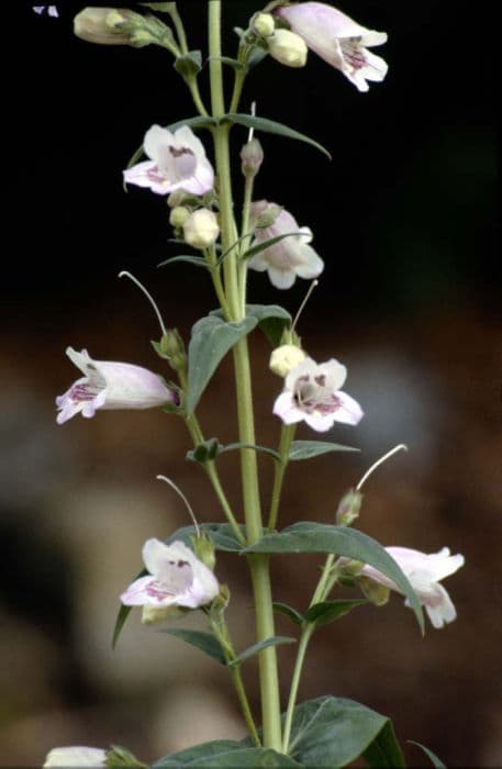 penstemon 'Mother of Pearl'