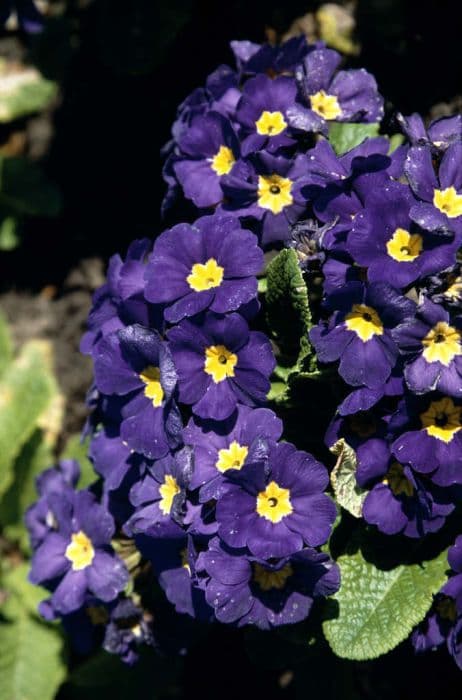 polyanthus 'Crescendo Blue Shades'