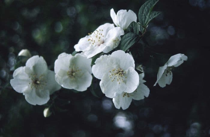 mock orange 'Beauclerk'