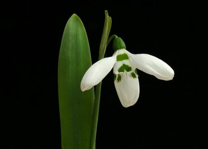 snowdrop 'Celadon'