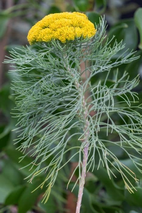 small-flowered athanasia