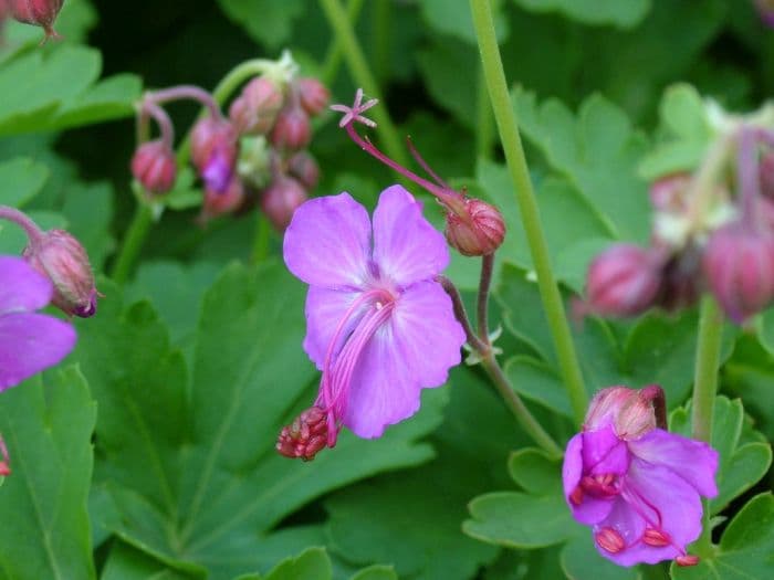 big-root cranesbill 'Mytikas'