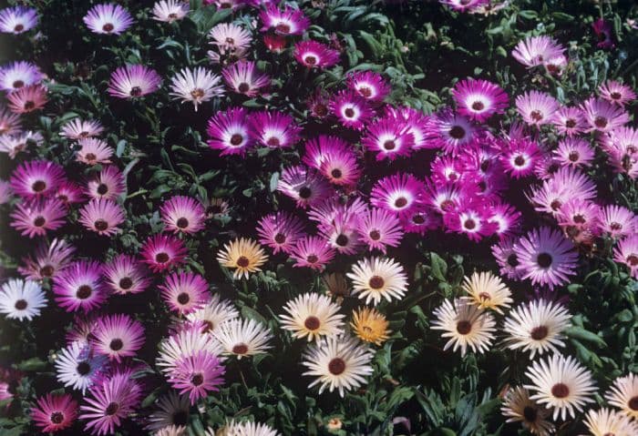 Livingstone daisy