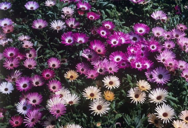 Livingstone daisy