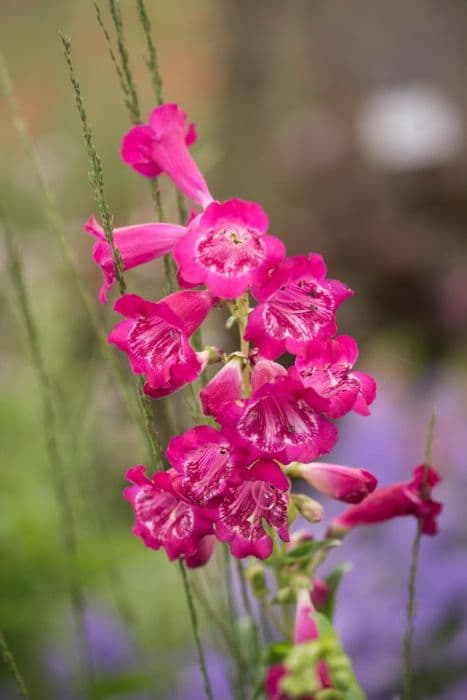 penstemon 'Geoff Hamilton'