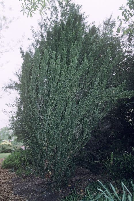 Japanese holly 'Fastigiata'