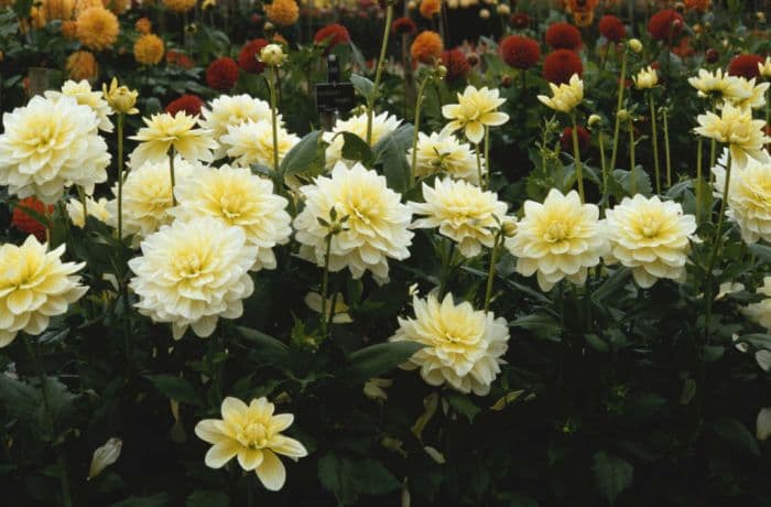 dahlia 'Ice Cream Beauty'