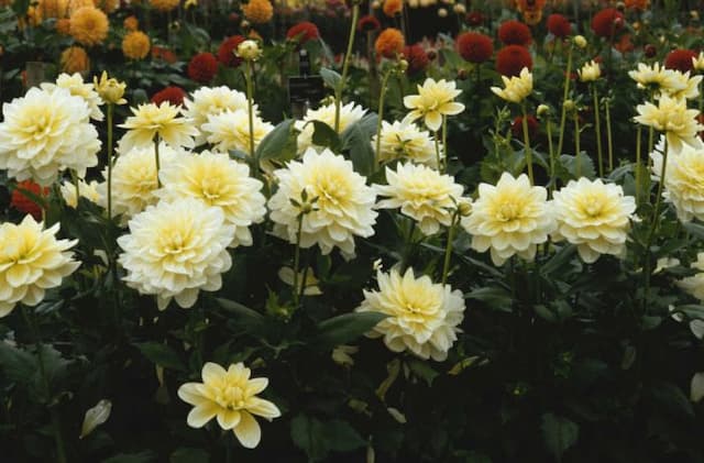 Dahlia 'Ice Cream Beauty'