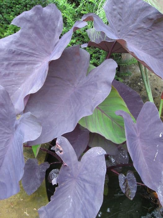 taro 'Black Magic'