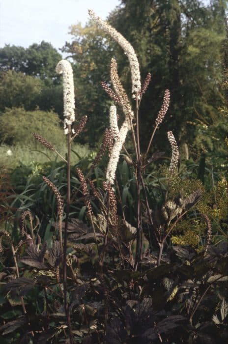 baneberry 'Brunette'