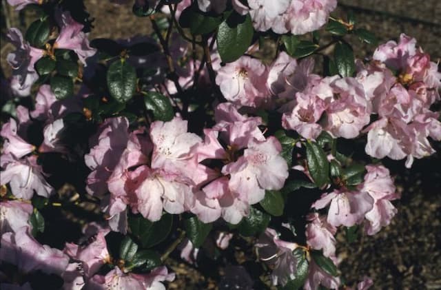 Rhododendron 'Tessa Roza'