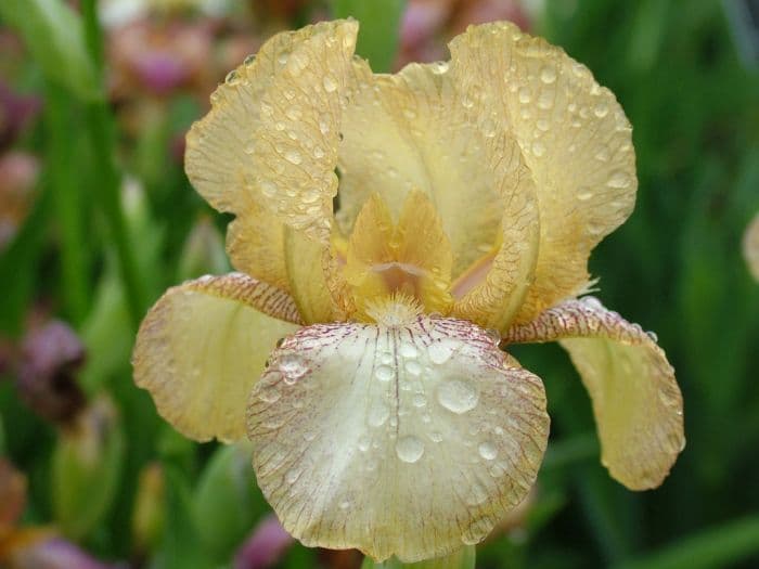 iris 'Loose Valley'