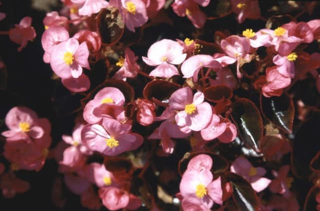 Begonia 'Expresso Rose'