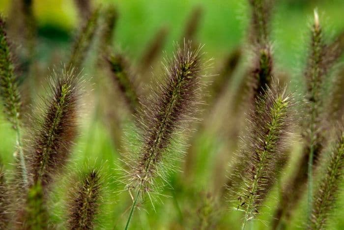 Chinese fountain grass 'Cassian's Choice'