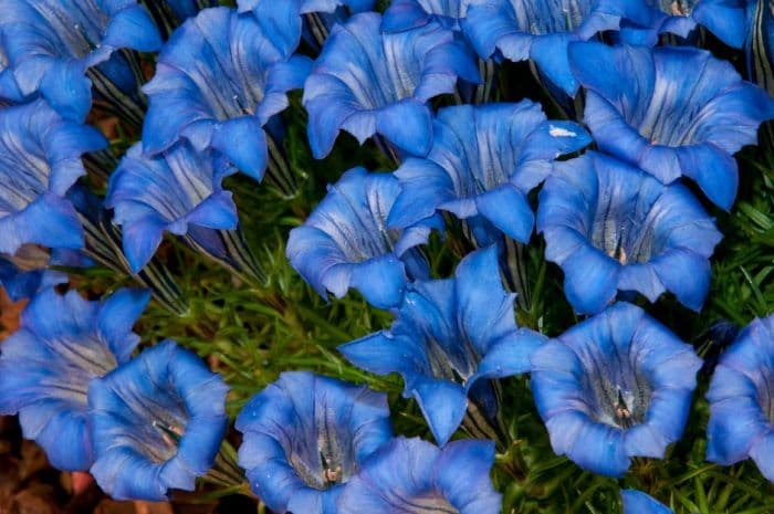 gentian 'Lucerna'