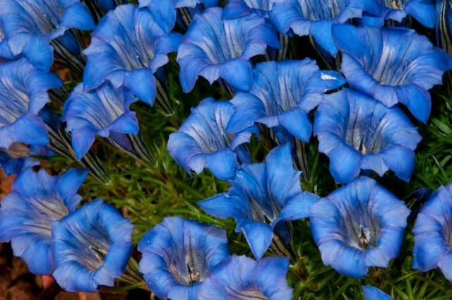 Gentian 'Lucerna'