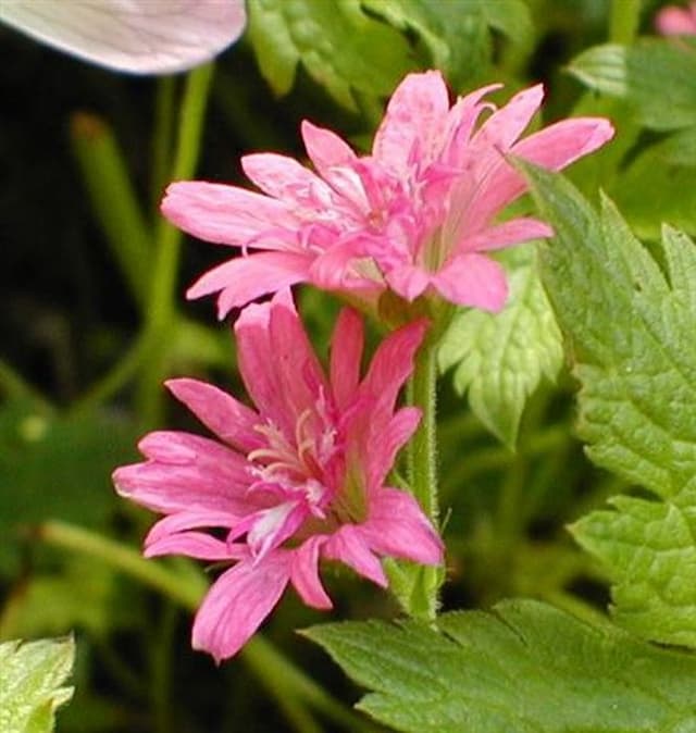 Thurston's cranesbill 'Southcombe Double'