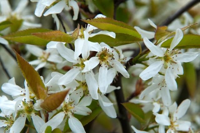 Serviceberry