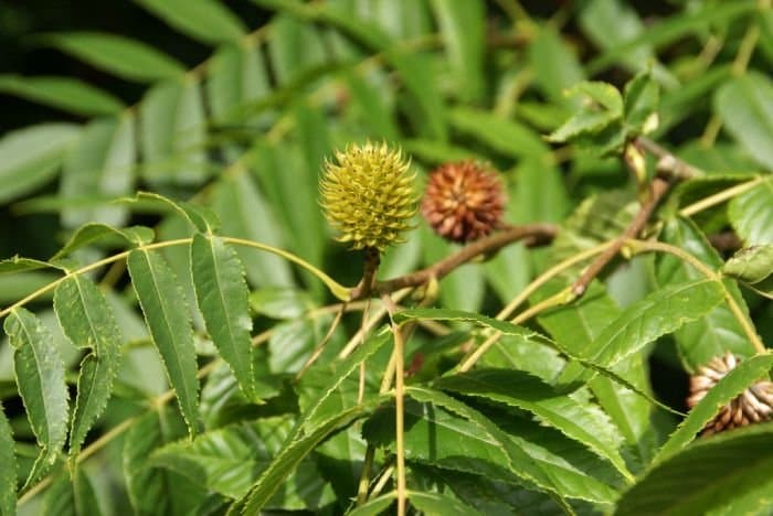 Platycarya longipes