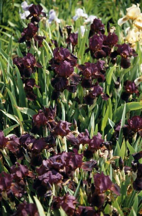 iris 'Langport Wren'