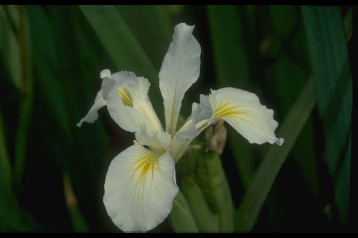 iris 'Agnes James'