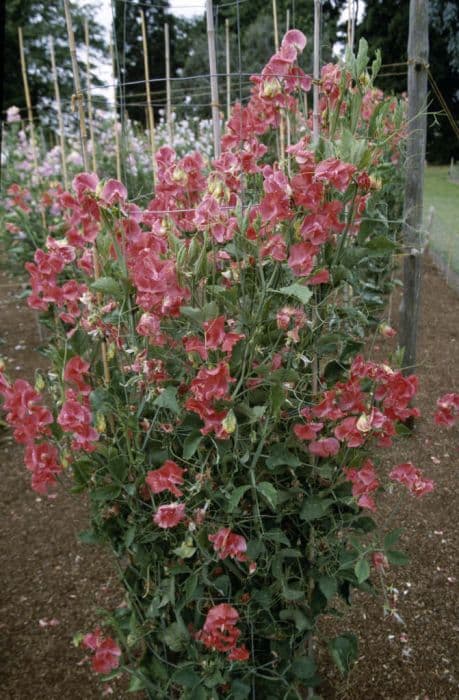 sweet pea 'Pocahontas'