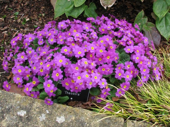 primula 'Theodora'