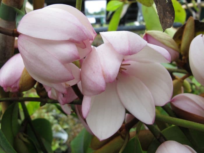 magnolia [Fairy Blush]