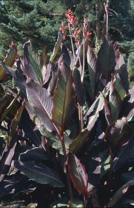 canna 'Mystique'