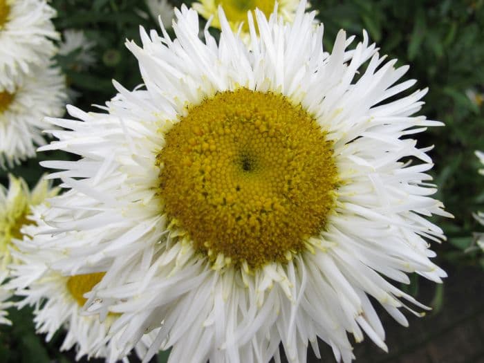 Shasta daisy 'Real Galaxy'