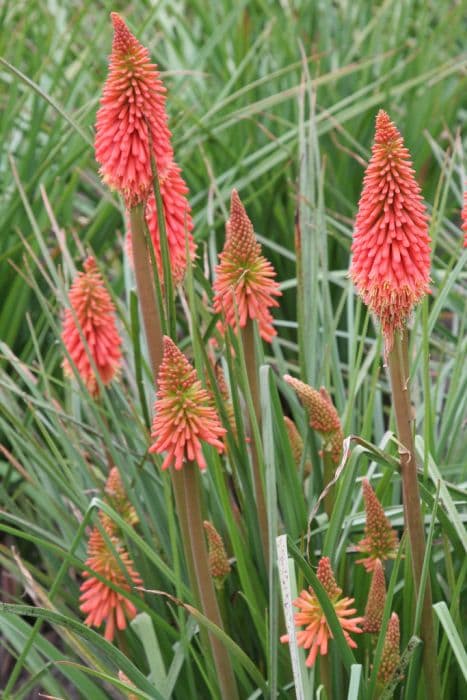 red-hot poker 'Coral Flame'