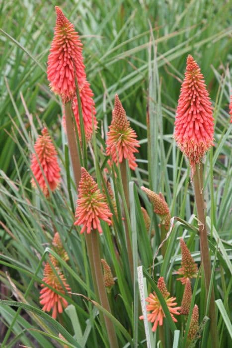 Red-hot poker 'Coral Flame'