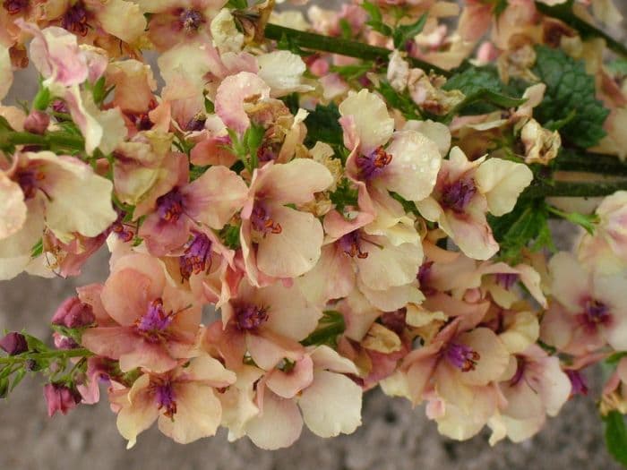 mullein 'Apricot Sunset'