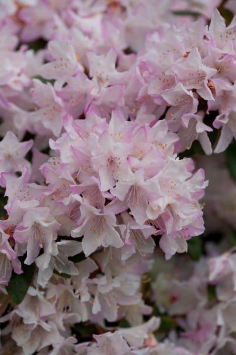 rhododendron 'Ginny Gee'