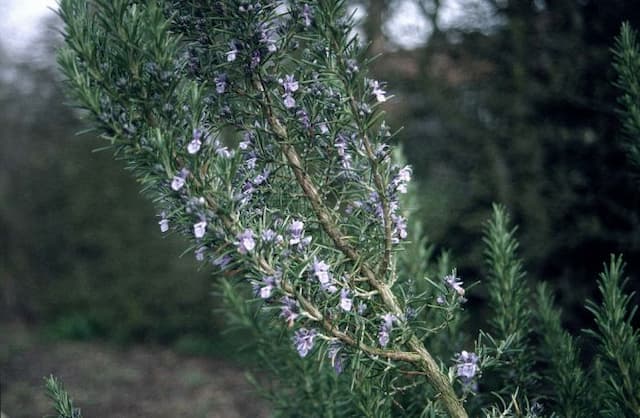 Rosemary 'Benenden Blue'