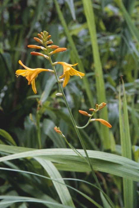 montbretia 'Norwich Canary'