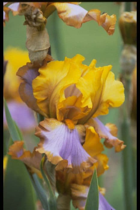 iris 'Brown Lasso'