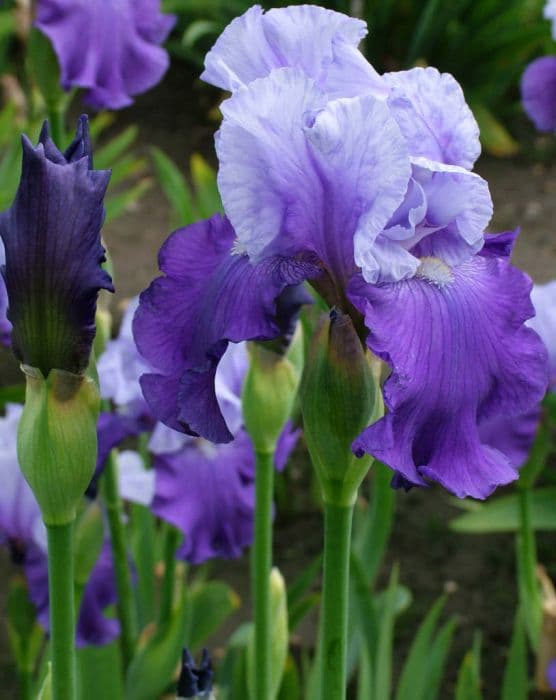 iris 'Wensleydale'