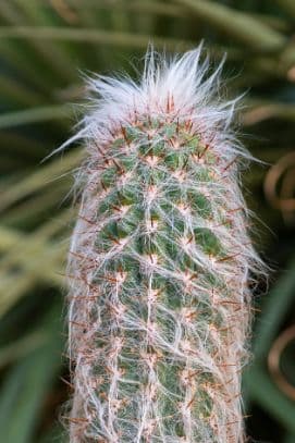 Cleistocactus fossulatus