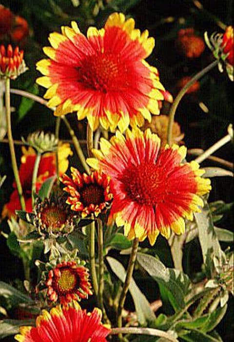 blanketflower 'Dazzler'