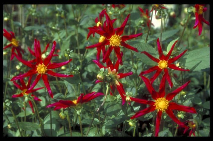 dahlia 'Marie Schnugg'