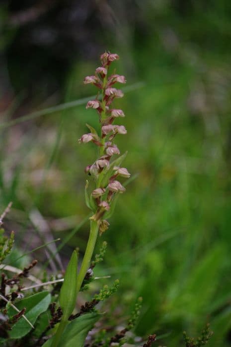 frog orchid