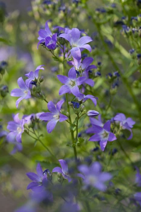 milky bellflower 'Favourite'