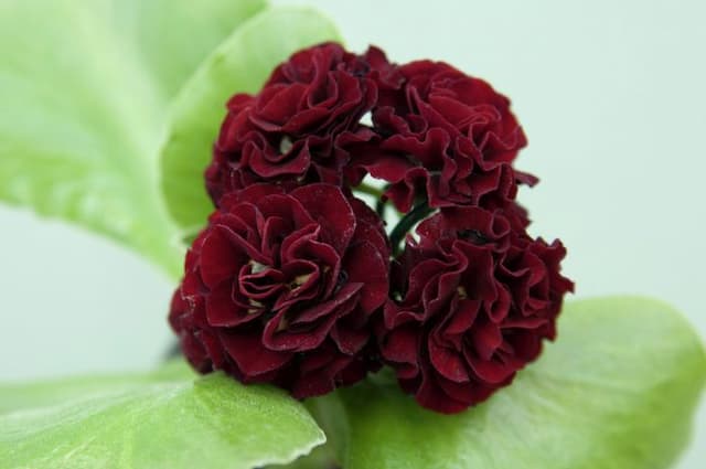 Auricula 'Prometheus'