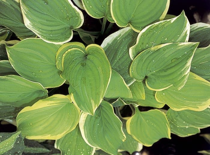 plantain lily 'Fragrant Dream'