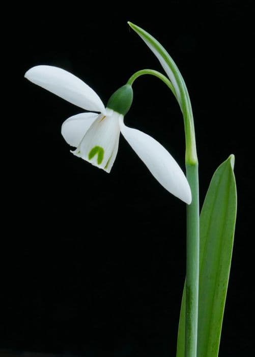 greater snowdrop 'G. Handel'