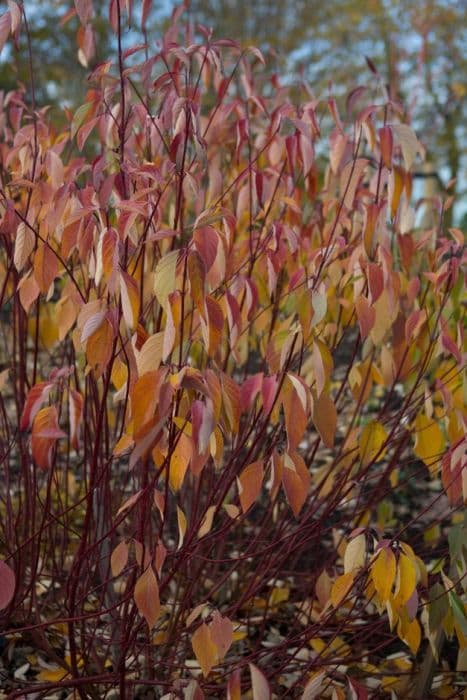 dogwood 'Alleman's Compact'