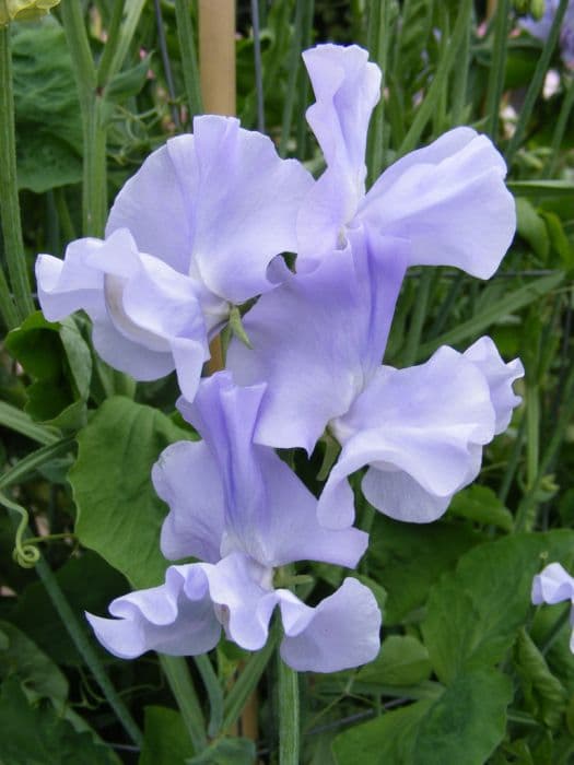 sweet pea 'Chris Harrod'