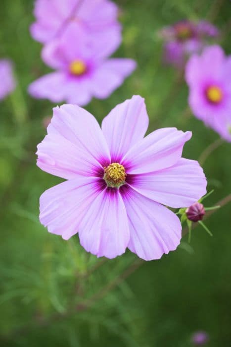 cosmea 'Versailles Dark Rose'